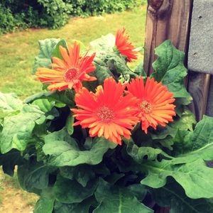 Meet your Posher, Heidi